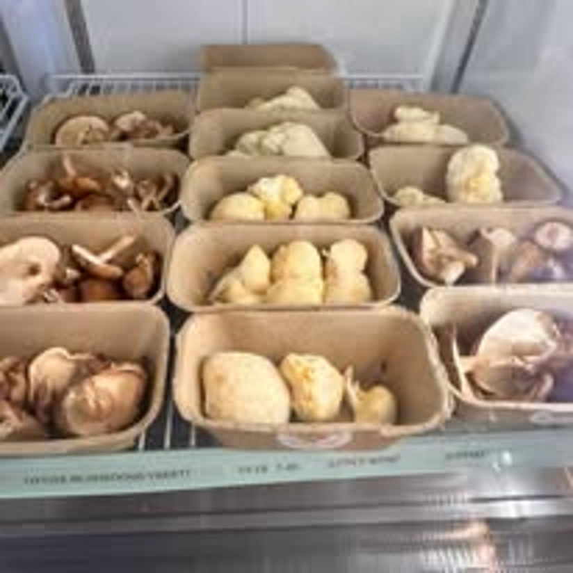Fresh lion's mane and oyster mushrooms in the cooler